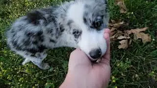Sweet Josie Playing In The Native Missouri Grasses