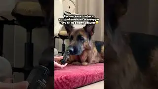 У кого такой же баловень судьбы? Мажу ей лапы специальным воском для лап в стике (арт #217883800)