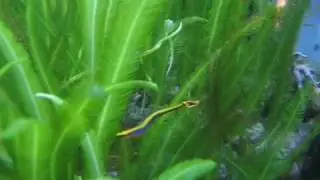 Pacific Blue-Stripe Pipefish  (Doryrhamphus excisus)