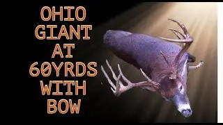 Booner Ohio buck with bow!