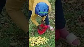 guava season
