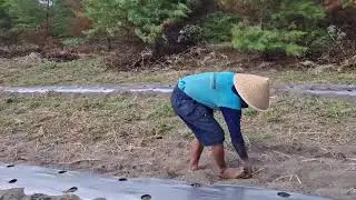 SATISFYING FARM WORK: PERFECT SOIL BED CLEANING DONE BY HAND! -Agriculture Farming