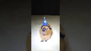 Capybara Magic: Summoning Cucumber