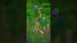 Alexandrine parakeet And Rose-ringed parakeet #reels #reelsvideo #reelsinstagram #trendingreels#