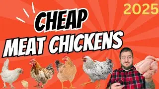 Meat Chicken Price Comparison: Uncovering the Best Value!