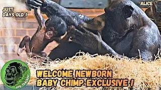 New Baby Chimp ! Amazing Chester Zoo New Baby News and Gender Reveal ! 🐵 #babychimpanzee