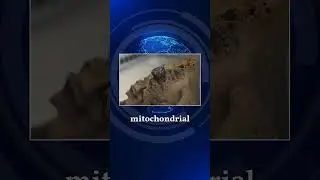 Dragon Man Skull Ancient Human Mystery Solved