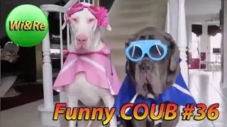 Funny COUB Style #36 &frasl;&frasl;Лучшее в Coub  ПРИКОЛЫ Best Coub