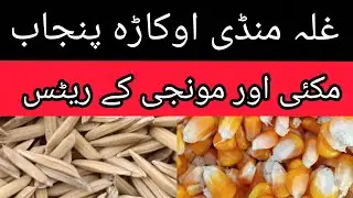 DHAN PRICE TODAY OKARA MANDI PUNJAB MAIZE RATE TODAY OKARA MANDI PUNJAB PAKISTAN
