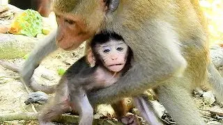Break Heart, Mum Help Baby Monkey From Kidnapper Duchess.Pity Baby Monkey Very Scare.