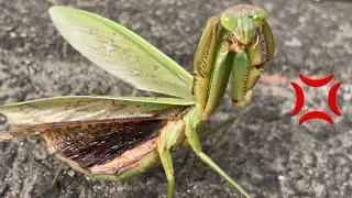 【カマキリ採集】ボロボロになっても生き延びてるカマキリにキレられました。