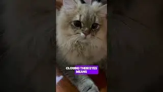 When Your Cat Slow Blinks at You 😻 That&rsquo;s a Cat Kiss #catmeme #catfunfact