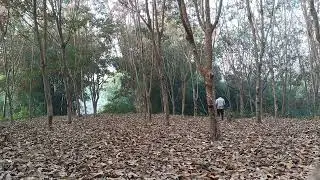 Rubber tree cutting process #nature #villagelife #HareKrishnaNoatia 