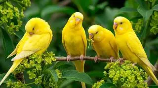 Birdsong in Forest 🌲🐦 | Peaceful Nature Sounds for Deep Sleep, Relaxation & Focus