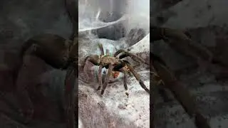 Selenocosmia crassipes happy dance.