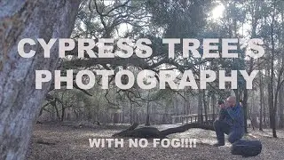 Photographing Cypress Forest, without fog! 4k