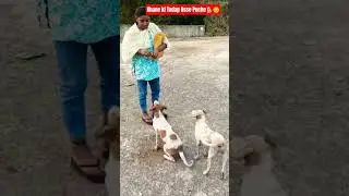 Cute Dog #dog #shortvideo #puppy #doglover#animals