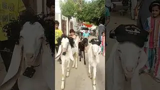 🐐 بچے بکرے لے آئے🐐🐄🐪 #bakraeid #badobadi #bakra #cow #cattle #bull #camel #kids #shorts #short #pets