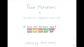 Point Mutations & Effects on Amino Acid Sequences - GN 311 Exam Video 4-1B