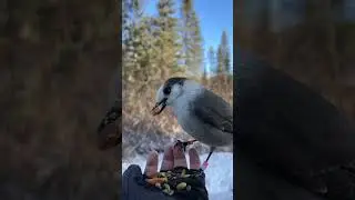 Hand feeding curious Canada jays