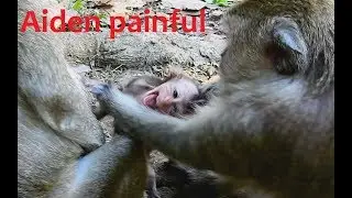 Poor Baby monkey Got Attack and Warning By Dolly bad Female monkey,Baby So hurt Cry loudly.