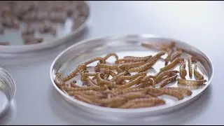 Insect Technology Center
