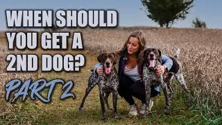 When should you get a 2nd dog?
