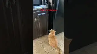 Cat vs Mouse #cat #cute #music #remix #catvideos #kitten #cutecats #warriorcats #animation #edit tee