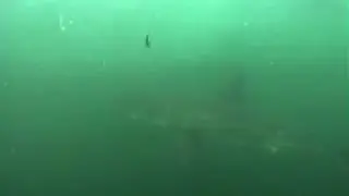 Shark Cage Diving / Diving Shark Alley