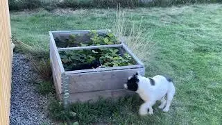 Bulldog plays with cat