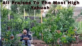 The Food Forest That Taught  Me The Bible #suburbanpermaculture