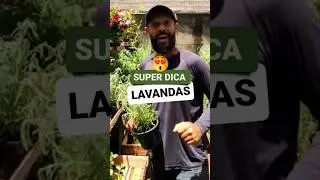 COMO CUIDAR DE LAVANDAS
