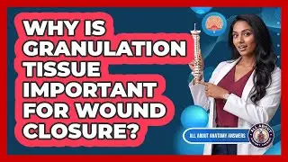 Why Is Granulation Tissue Important For Wound Closure?