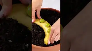 Why Every Gardener Should Bury a Banana in the Soil 🌱💡