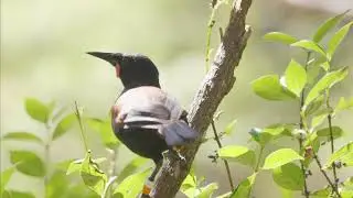 Kyle Sutherland's research on Saddleback