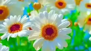 ➡️Flowers make us beautiful.