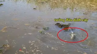 Câu cá rô,câu trê đêm (video 111)@3ruongFishing 