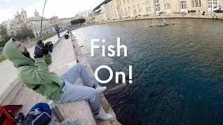 Winter Striped Sea Bream and Cuttlefish caught in Cospicua Harbour