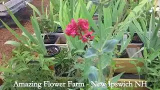 Centranthus at Amazing Flower Farm - New Ipswich NH
