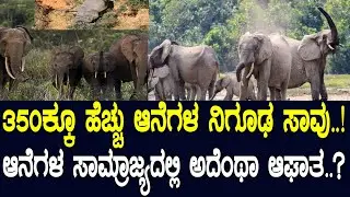 350ಕ್ಕೂ ಹೆಚ್ಚು ಆನೆಗಳ ನಿಗೂಢ ಸಾವು..! ಆನೆಗಳ ಸಾಮ್ರಾಜ್ಯದಲ್ಲಿ ಅದೆಂಥಾ ಆಘಾತ..? The elephant mystery