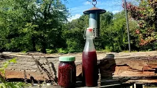 Harvesting Elderberries