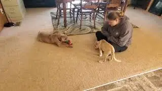 Video of adoptable pet named Neo