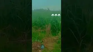 baris ke anese #tumeh bigajane # 🌧️🌧️poplar #song🌦️🌦️