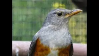 Turdus Hortulorum singing