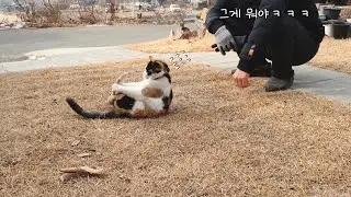 아빠 앞에서 재롱부리는 고양이   Cat acting cute in front of dad