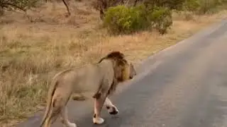 Solo Plains Camp young male Lion, sired by Southern Avoca males | 28 September 2023