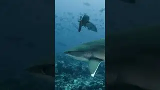 Silvertip Sharks