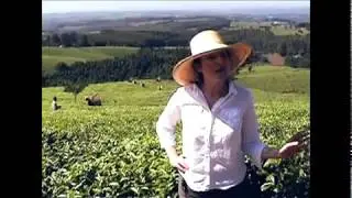 Lost Malawi Tea