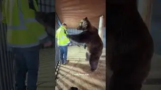 Clever bear used 100% Brain 🧠 #shorts