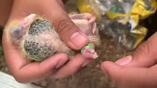 Racing Pigeon banding (more squabs) - Aloha!